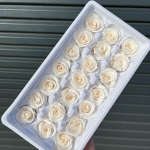 Roses, Ivory Champagne, Preserved, x21 blooms, 3cm (Every Love®)