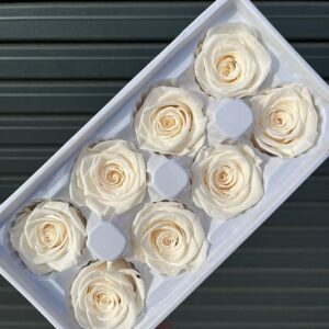 Roses, Ivory Champagne, Preserved, x8 blooms, 5cm (Every Love®)