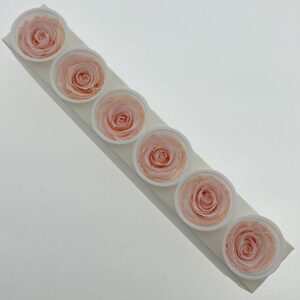 Roses, Blush Pink, Preserved, x6 blooms, 6cm (Kiara®)