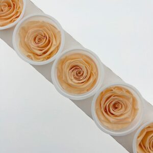 Roses, ‘Cantaloupe’ Pale Peach, Preserved, x6 blooms, 6cm (Kiara®)