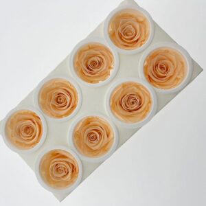 Roses, ‘Cantaloupe’ Pale Peach, Preserved, x8 blooms, 5cm (Kiara®)