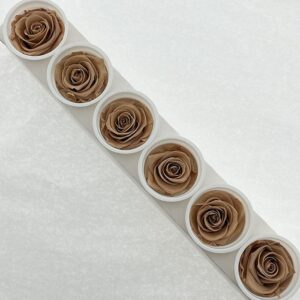 Roses, Nude Brown, Preserved, x6 blooms, 6cm (Kiara®)