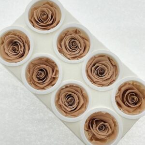 Roses, Nude Brown, Preserved, x8 blooms, 5cm (Kiara®)