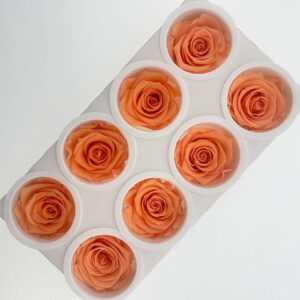 Roses, ‘Papaya’ Peachy Orange, Preserved, x8 blooms, 5cm (Kiara®)