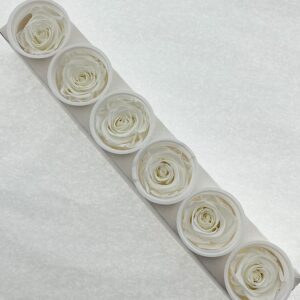 Roses, Pure White, Preserved, x6 blooms, 6cm (Kiara®)