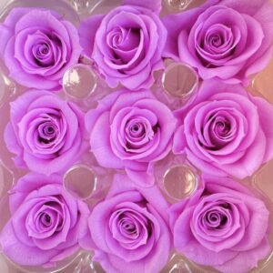 Roses, Lilac Magenta, Preserved, x9 blooms, 3.5cm (Kiara®)