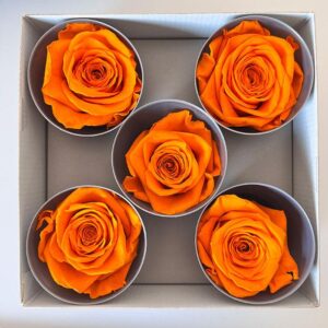 Roses, Orange, Preserved, x5 blooms, 7cm (Verdissimo®)