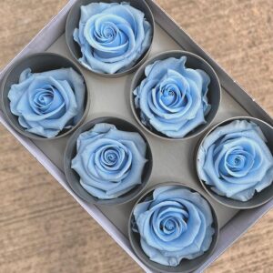 Roses, Pale Blue, Preserved, x6 blooms, 5cm (Verdissimo®)
