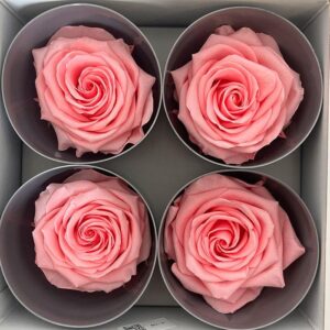 Roses, Pastel Pink, Preserved, x4 blooms, 8cm (Verdissimo®)