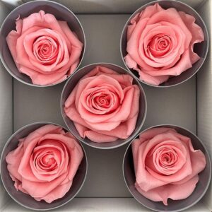 Roses, Pastel Pink, Preserved, x5 blooms, 7cm (Verdissimo®)