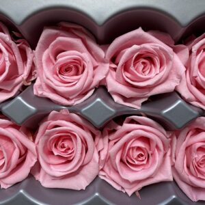 Roses, Pastel Pink, Preserved, x8 blooms, 4cm (Verdissimo®)