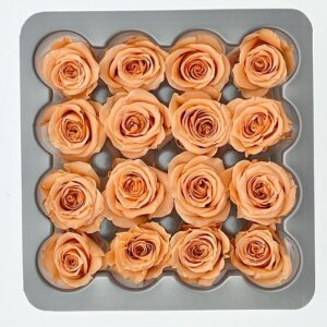 Roses, Peach, Preserved, x16 blooms, 2cm (Verdissimo®)