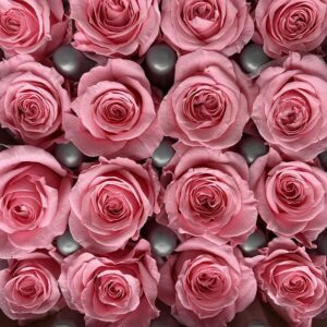 Roses, Pastel Pink, Preserved, x16 blooms, 2cm (Verdissimo®)