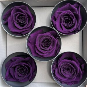 Roses, Purple, Preserved, x5 blooms, 7cm (Verdissimo®)