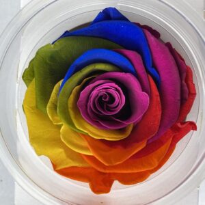 Roses, Multi Colour, Preserved, x6 blooms, 6cm (Kiara®)