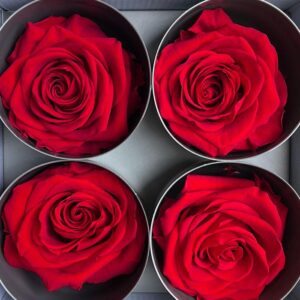 Roses, Red, Preserved, x4 blooms, 8cm (Verdissimo®)