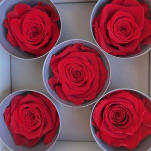 Roses, Red, Preserved, x5 blooms, 7cm (Verdissimo®)