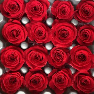 Roses, Red, Preserved, x16 blooms, 2cm (Verdissimo®)