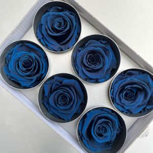 Roses, Midnight Blue, Preserved, x6 blooms, 5cm (Verdissimo®)