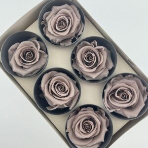 Roses, Hazelnut, Preserved, x6 blooms, 5cm (Verdissimo®)