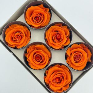 Roses, Orange, Preserved, x6 blooms, 5cm (Verdissimo®)