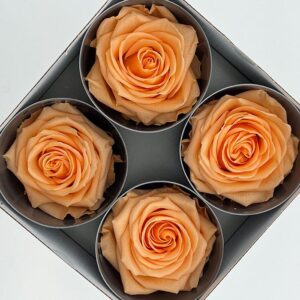 Roses, Peach, Preserved, x4 blooms, 8cm (Verdissimo®)