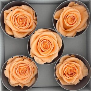 Roses, Peach, Preserved, x5 blooms, 7cm (Verdissimo®)