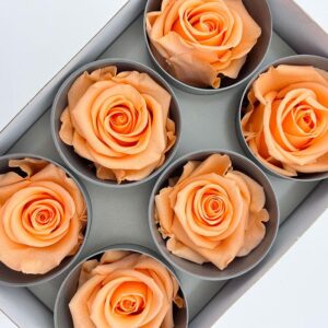Roses, Peach, Preserved, x6 blooms, 5cm (Verdissimo®)