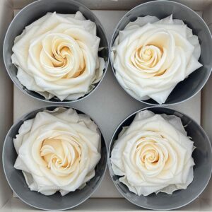 Roses, Champagne, Preserved, x4 blooms, 8cm (Verdissimo®)