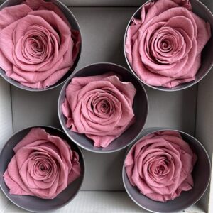 Roses, Vintage Cherry Pink, Preserved, x5 blooms, 7cm (Verdissimo®)