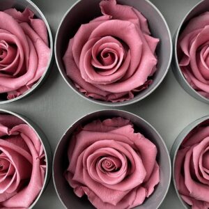 Roses, Vintage Cherry Pink, Preserved, x6 blooms, 5cm (Verdissimo®)