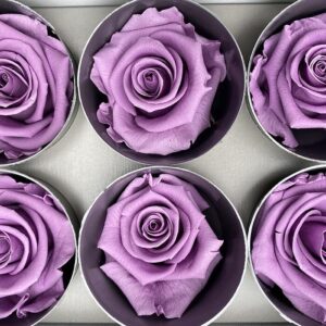 Roses, Vintage Lilac, Preserved, x6 blooms, 5cm (Verdissimo®)