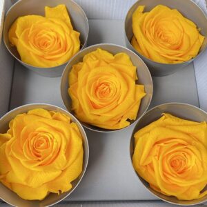 Roses, Warm Yellow, Preserved, x5 blooms, 7cm (Verdissimo®)
