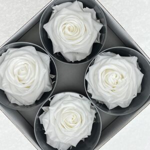 Roses, White, Preserved, x4 blooms, 8cm (Verdissimo®)