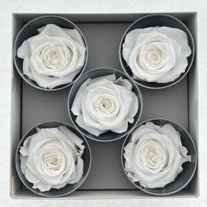 Roses, White, Preserved, x5 blooms, 7cm (Verdissimo®)