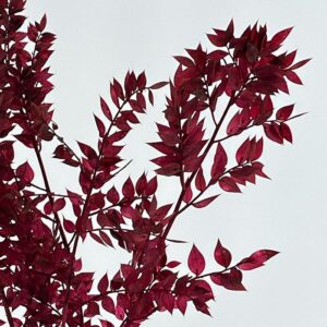 Ruscus, Burgundy, Preserved, 70cm