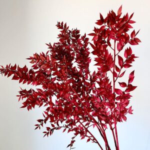 Ruscus, Dark Red, Preserved, 70cm