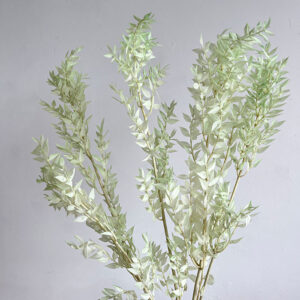 Ruscus, Pale Green, Preserved, 70cm