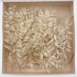 Ruscus acu. Loose Sprigs, Bleached White,