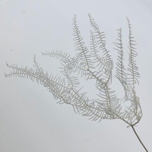 Sea Star Ferns, White, Preserved (Earth Matters®) 45-60cm