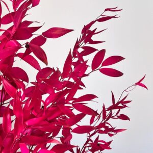 Italian Ruscus, Hot Pink, Preserved, up to 70cm