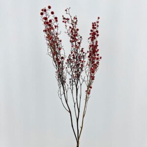 Stirlingia latifolia, Dusky Pink, Preserved, 50-70cm (B-GRADE / SECONDS)