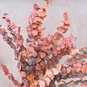 Eucalyptus Stuartiana, Orange Shades, Preserved, up to 70cm