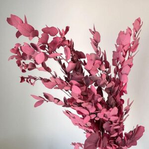 Eucalyptus Stuartiana, Pink, Preserved, up to 70cm