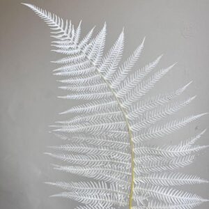 Sword Ferns, Bleached White, Preserved, 55-60cm W/30-35cm