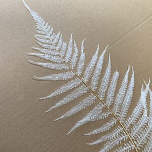 Forest Ferns, Preserved Creamy White (Earth Matters®) 45cm