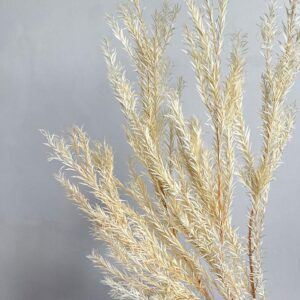 Tea Tree Foliage, Off White, Preserved (Melaleuca) 50-90cm