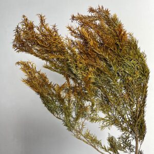 Tea Tree Foliage, Ochre Yellow, Preserved (Melaleuca) 50-90cm
