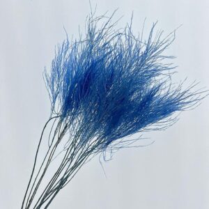 Asparagus virgatus, Light Blue, Preserved (Tree Fern) up to 70cm