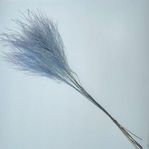 Asparagus virgatus, Pale Blue, Preserved (Tree Fern) up to 70cm